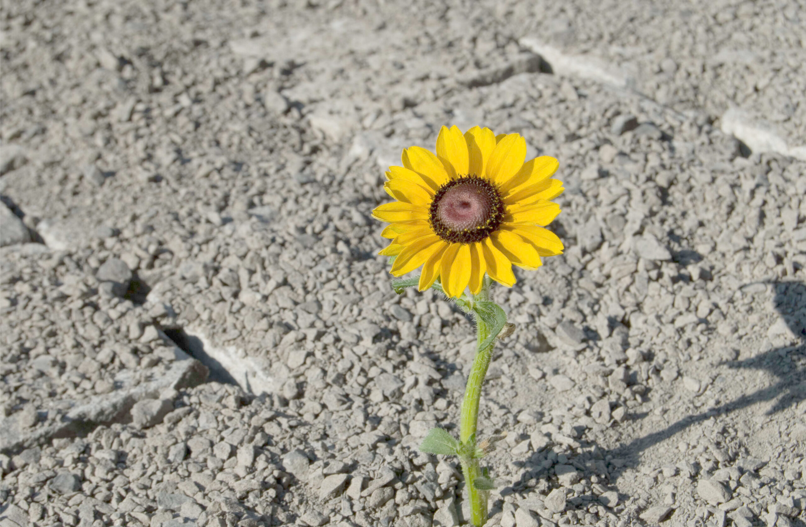 Sunflower - resilience