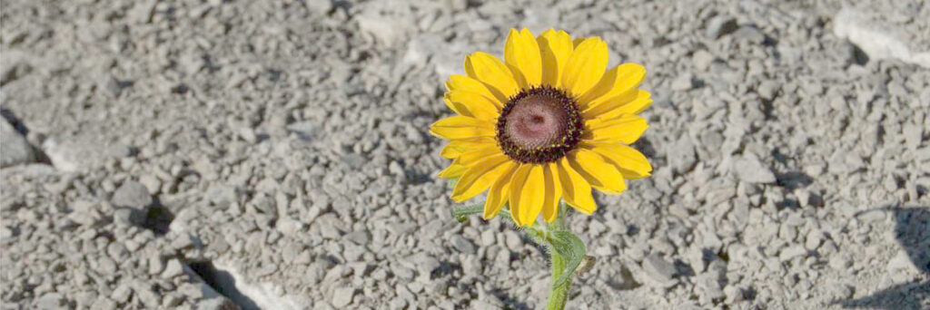 Sunflower - resilience (small)